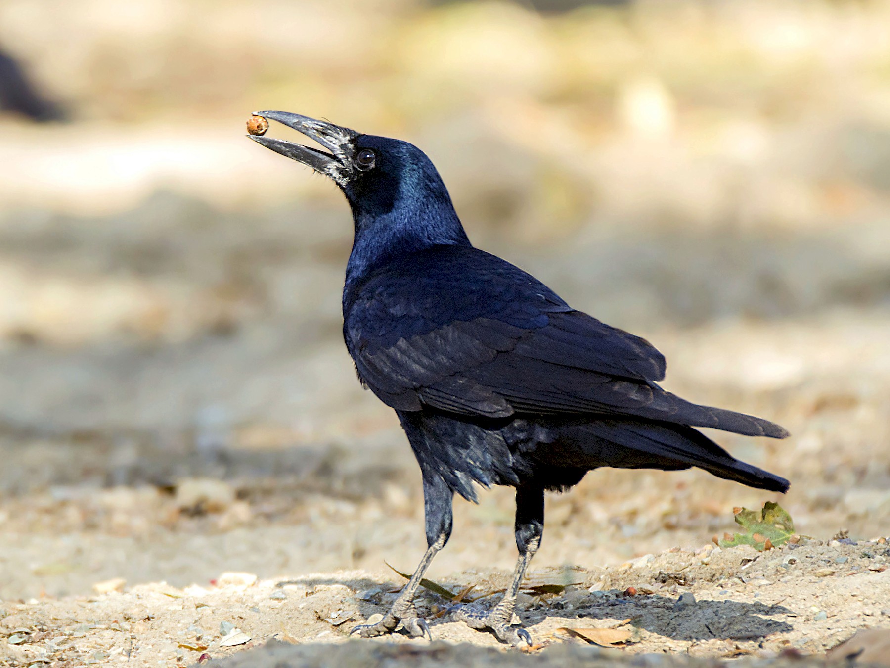 Rook Bird Facts (Corvus frugilegus)