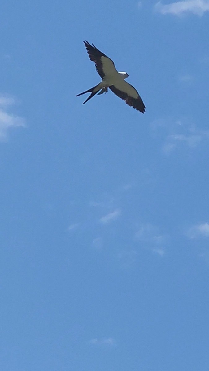 Swallow-tailed Kite - ML449591591