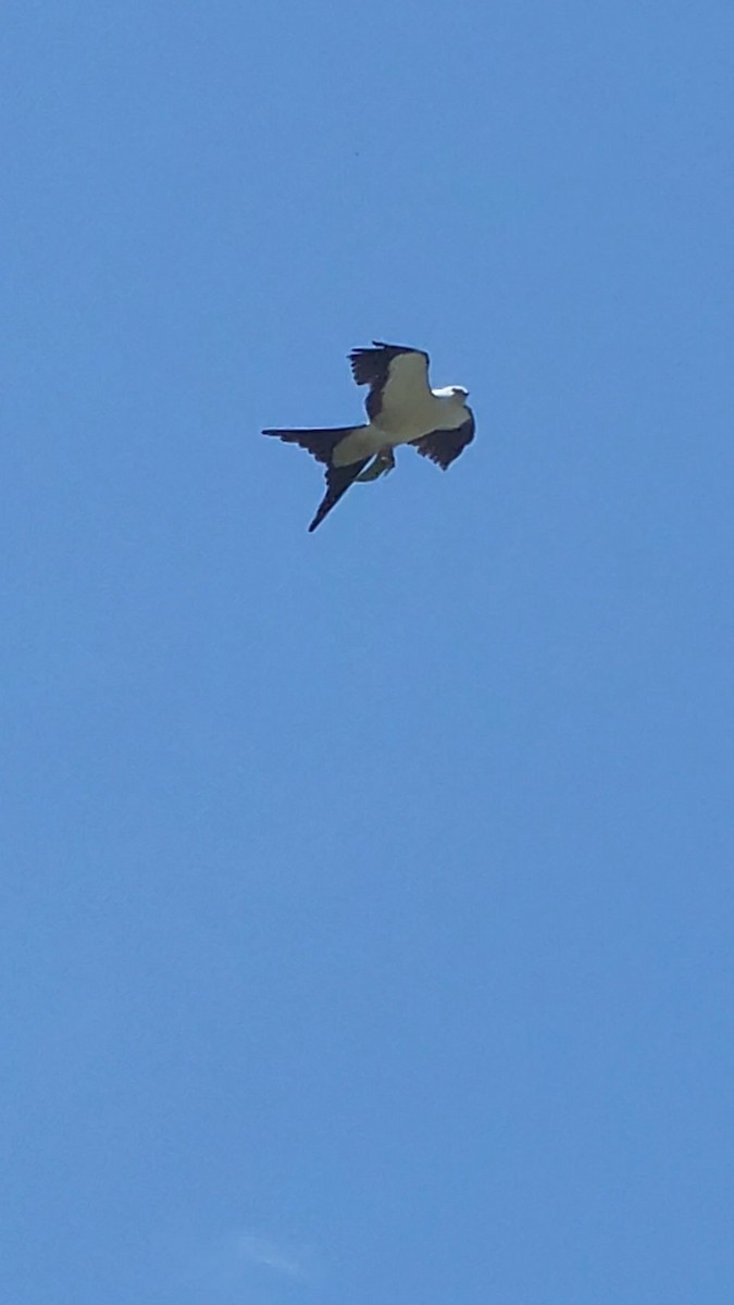 Swallow-tailed Kite - ML449591631