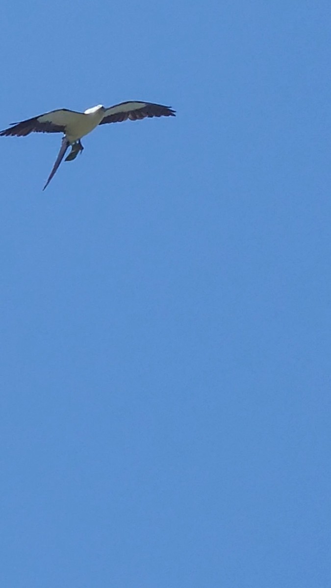 Swallow-tailed Kite - Gary Yoder
