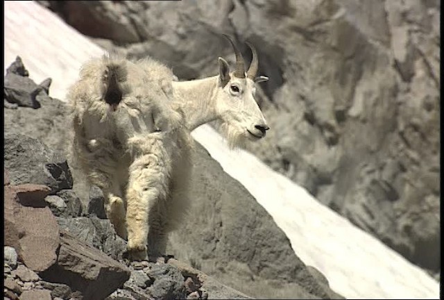 mountain goat - ML449592