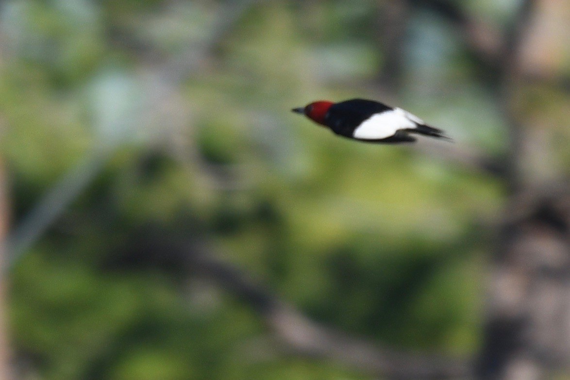 Red-headed Woodpecker - ML449592861