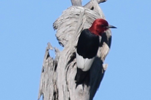 Red-headed Woodpecker - ML449592901