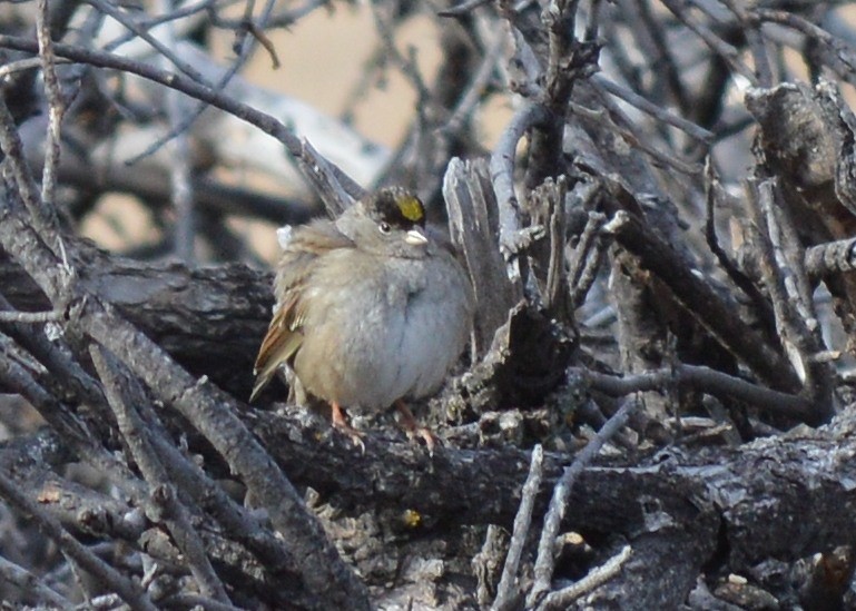 Golden-crowned Sparrow - Dave Klema