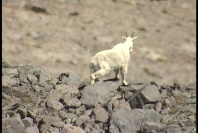 mountain goat - ML449599