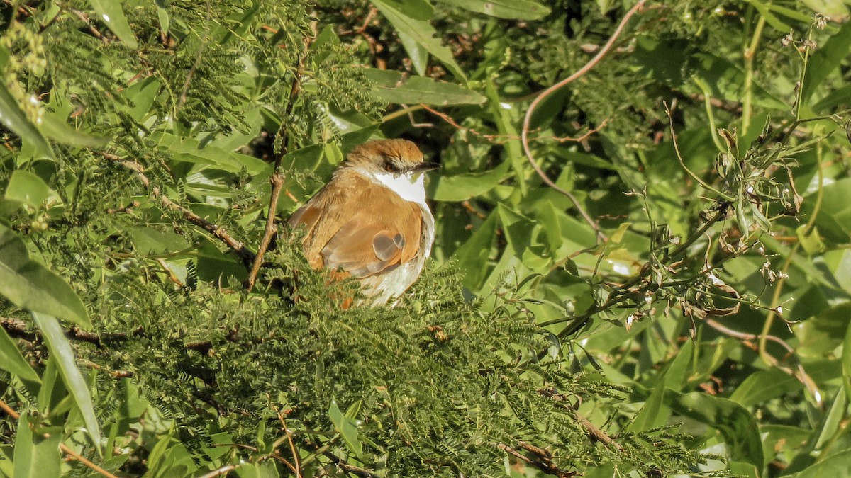Yellow-chinned Spinetail - ML449600511