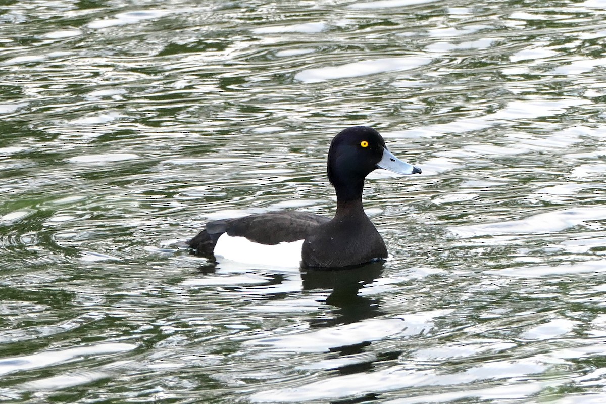 Tufted Duck - ML449603561