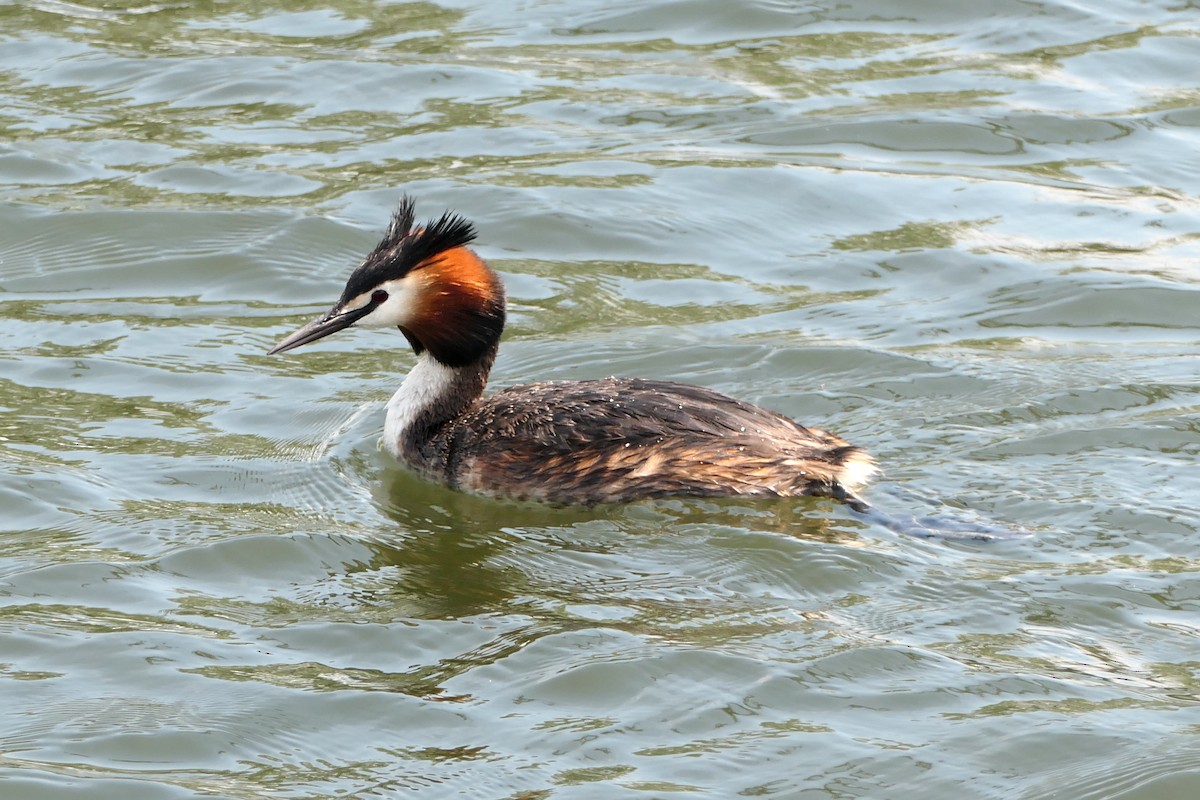 Great Crested Grebe - ML449603811