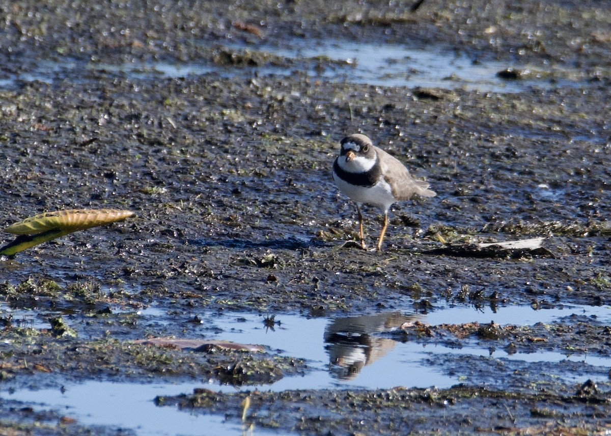 Semipalmated Plover - ML449605661