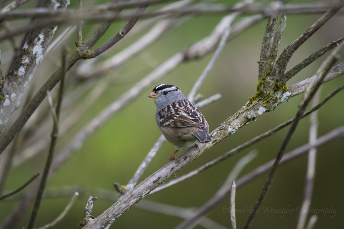 White-crowned Sparrow - ML449606561