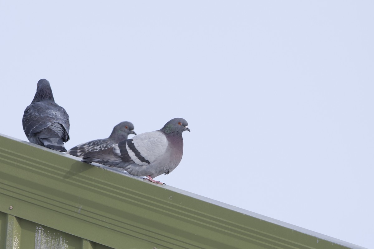 Rock Pigeon (Feral Pigeon) - ML44960661