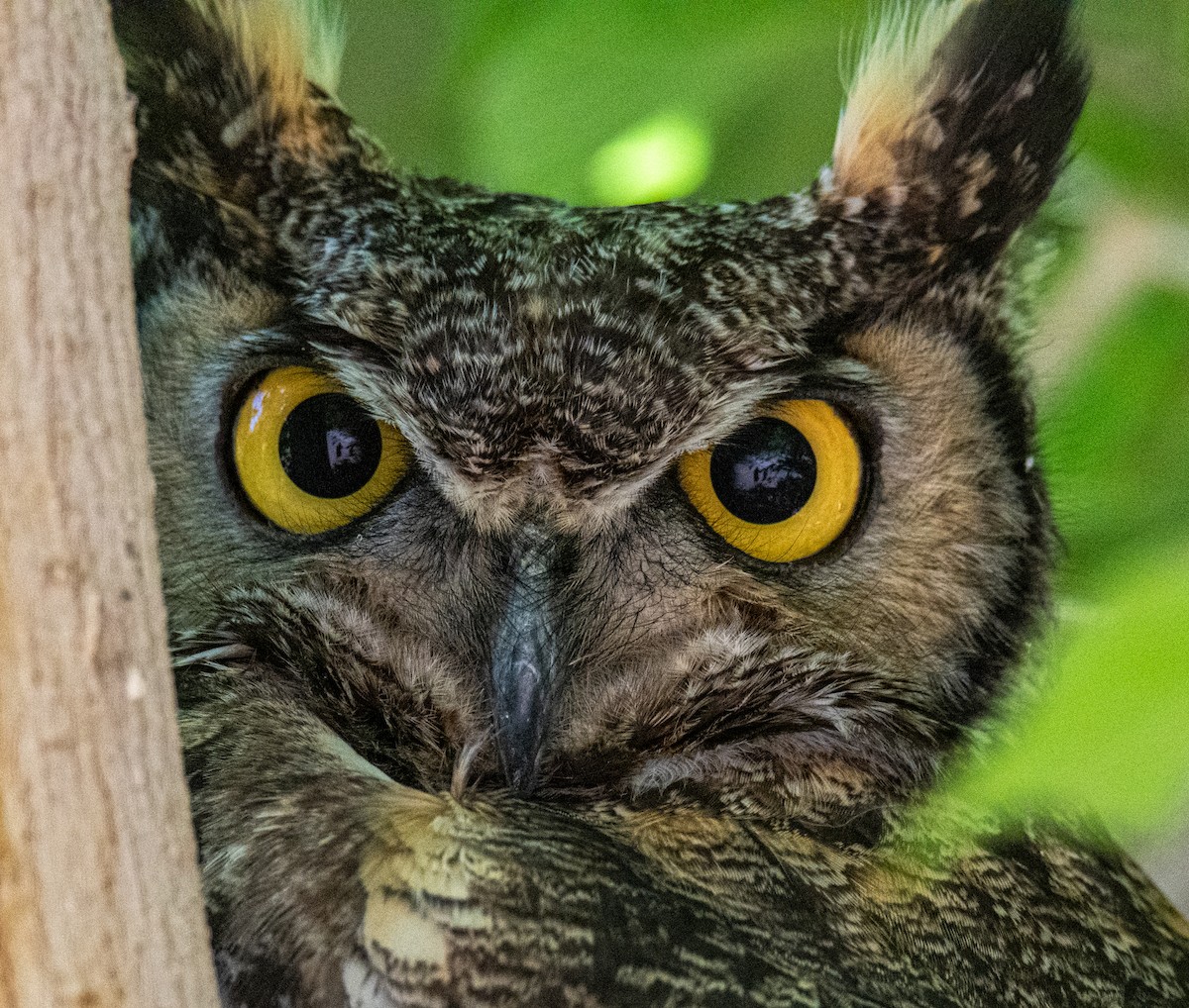 Great Horned Owl - ML449607041