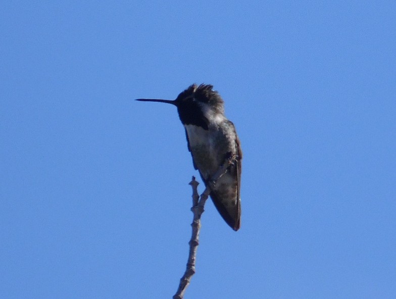 Costa's Hummingbird - ML44961051