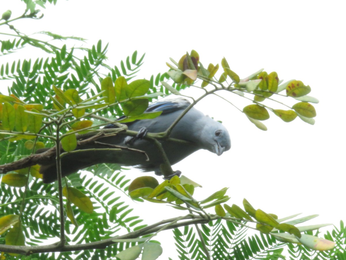 Blue-gray Tanager - ML449616181