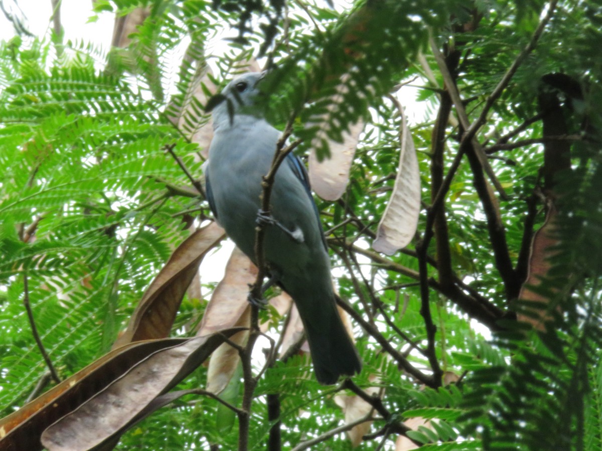 Blue-gray Tanager - ML449616461