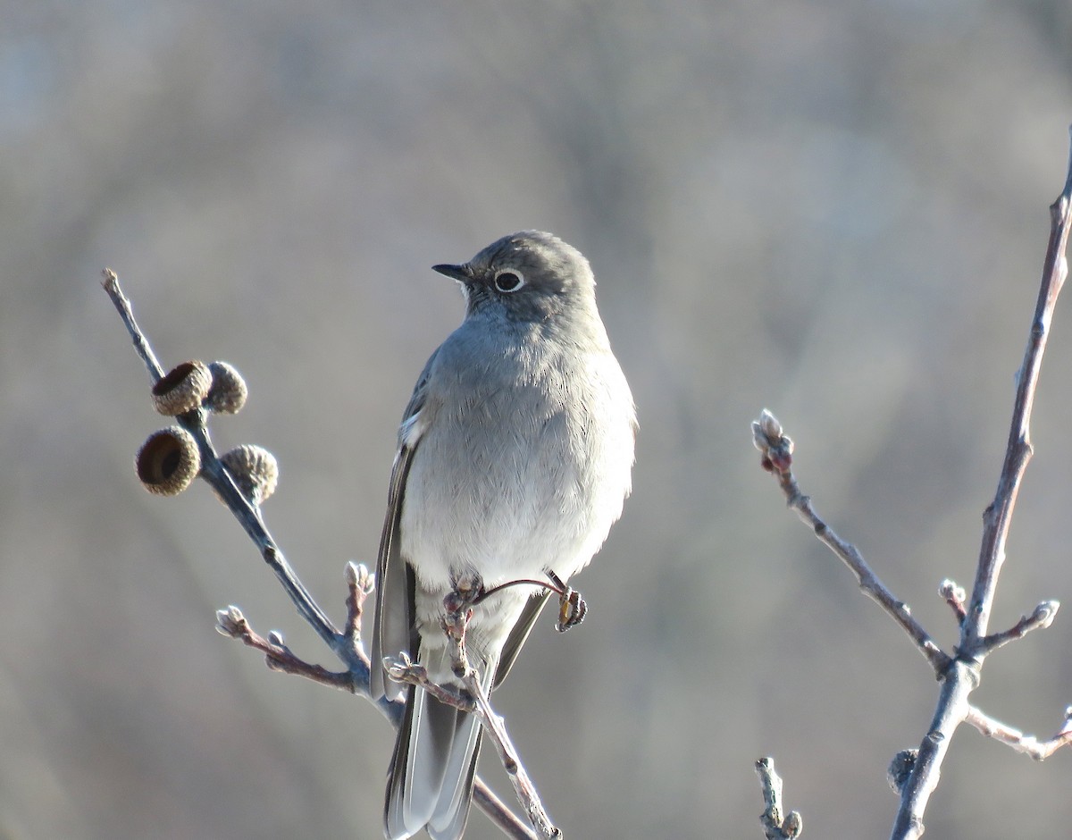 Townsend's Solitaire - ML44961851