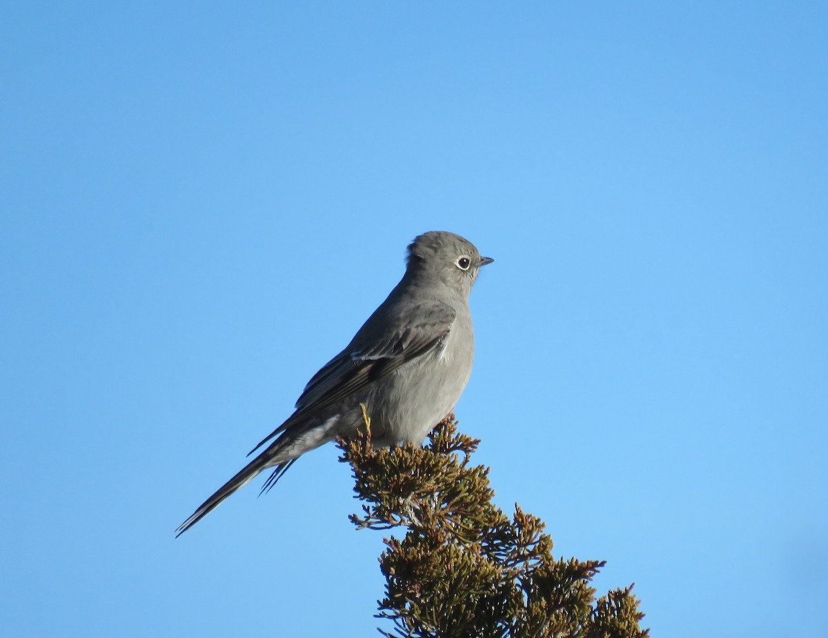 Townsend's Solitaire - Lisa Pisani