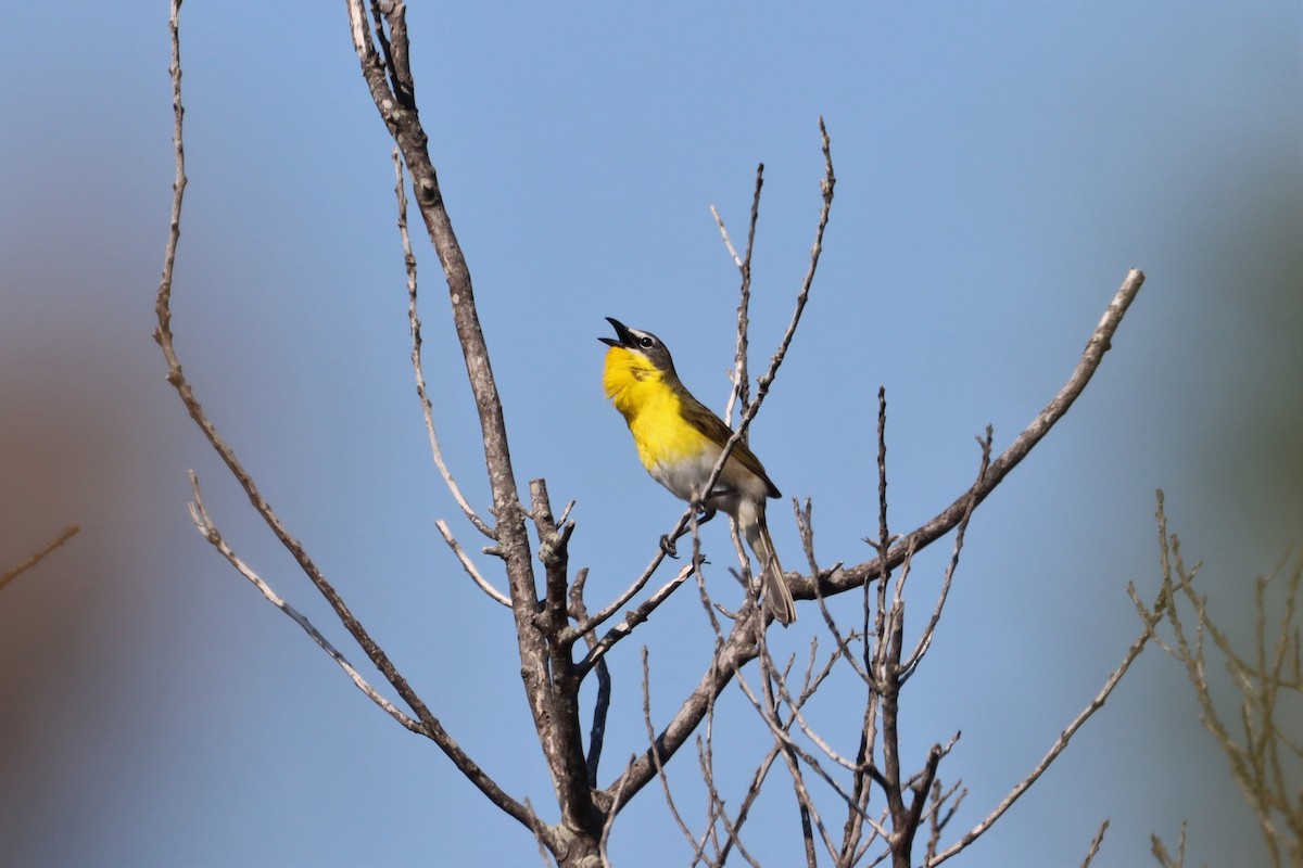 Yellow-breasted Chat - Steve Myers