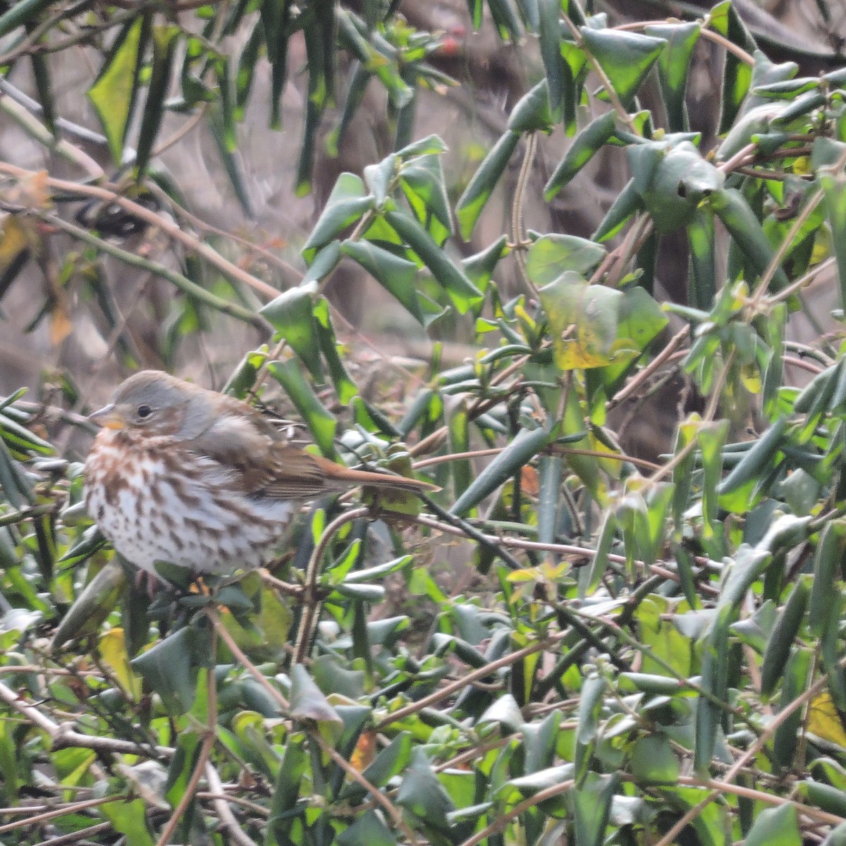 Fox Sparrow (Red) - ML44962201