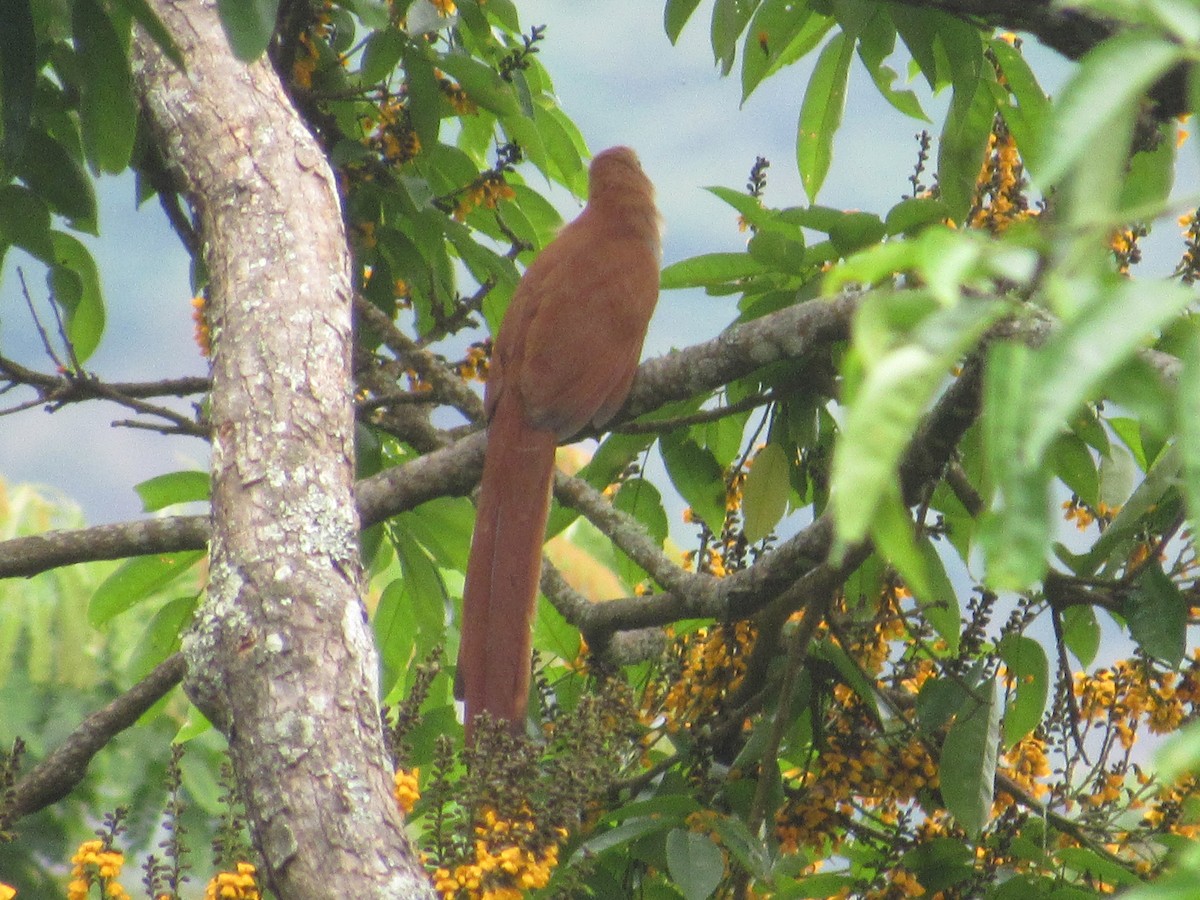 Squirrel Cuckoo - Programa de Compensación Forestal Arroyo San Antonio