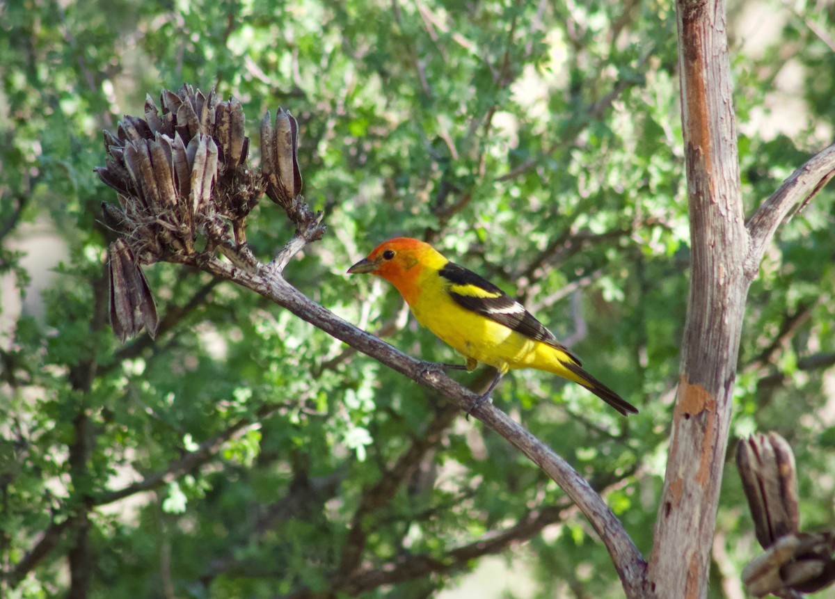 Western Tanager - ML449632131