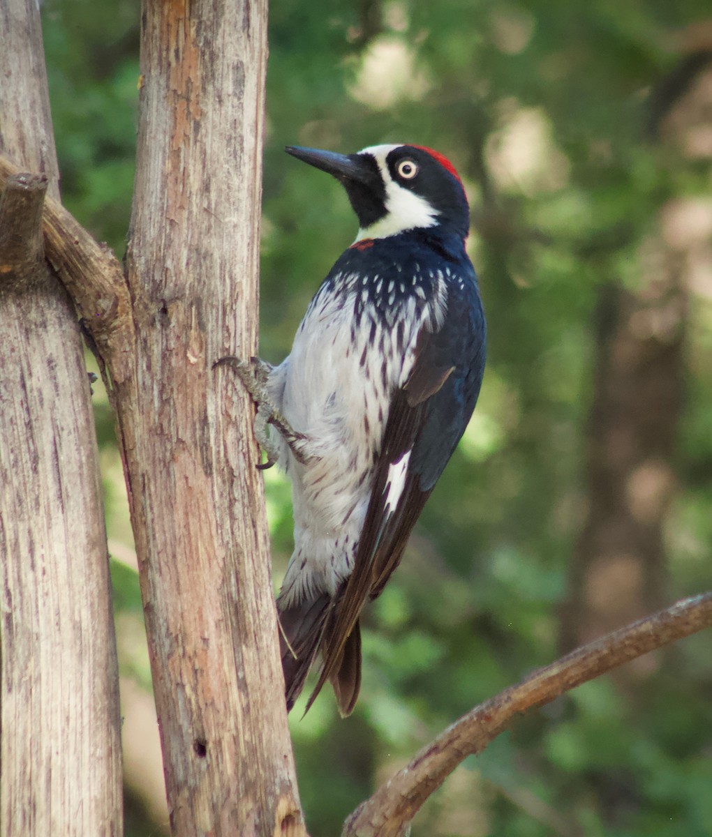 Acorn Woodpecker - ML449632241