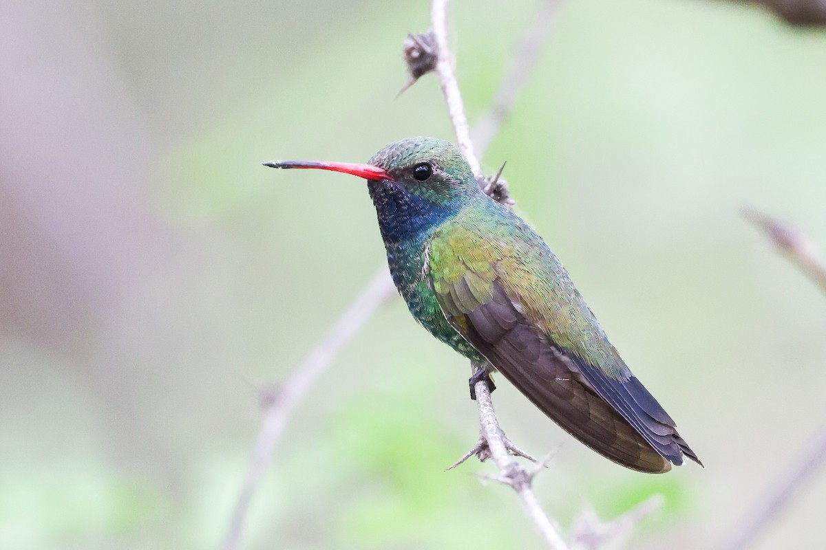 Broad-billed Hummingbird - ML449632471