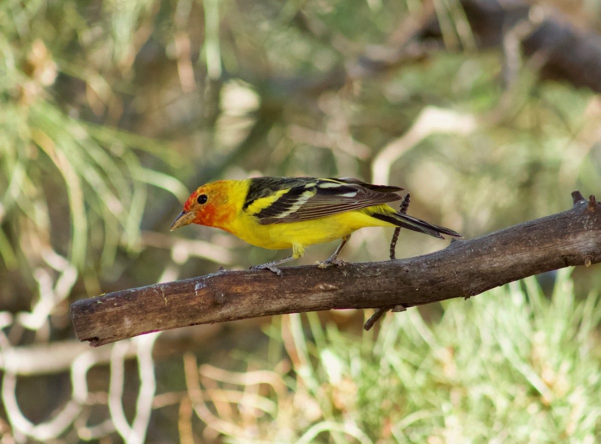 Western Tanager - ML449633101