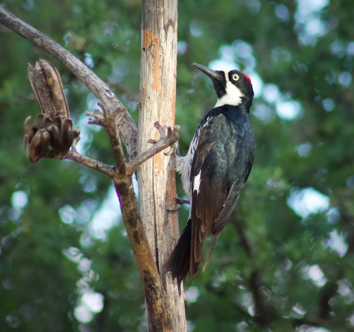 Acorn Woodpecker - ML449633141