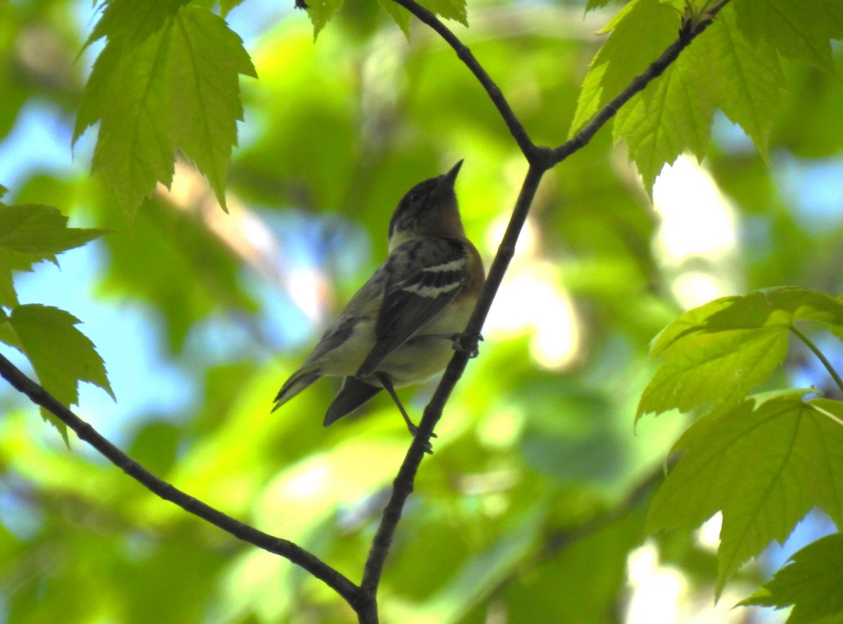 Bay-breasted Warbler - ML449633661