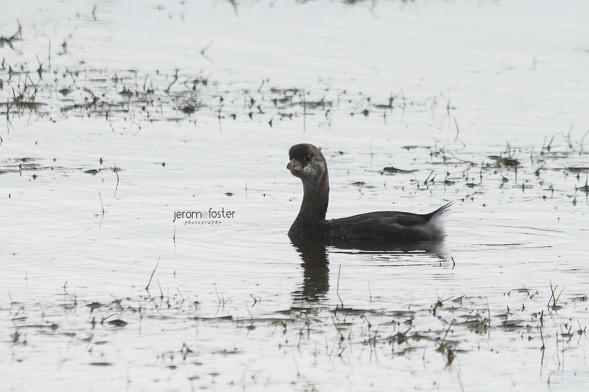 Pied-billed Grebe - Jerome Foster