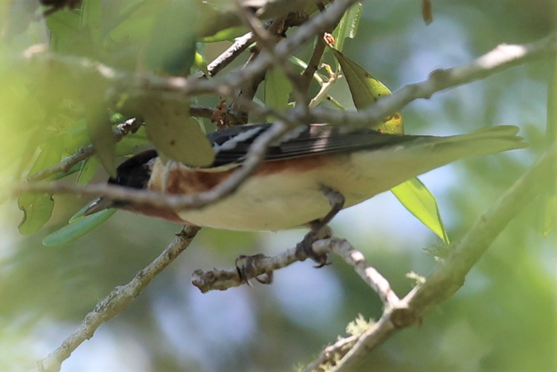 Bay-breasted Warbler - ML449637411