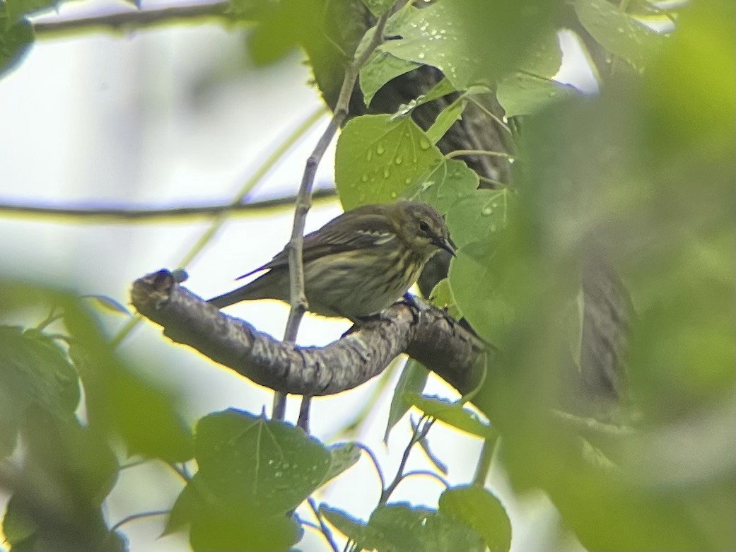 Cape May Warbler - ML449640021
