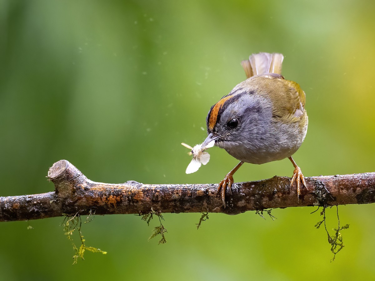 Russet-crowned Warbler - Andres Vasquez Noboa