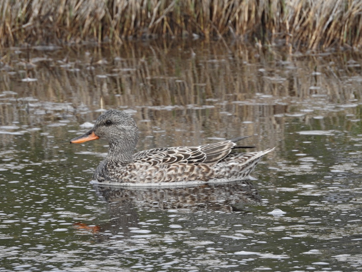 eBird Checklist - 16 May 2022 - Parker River NWR - 82 species