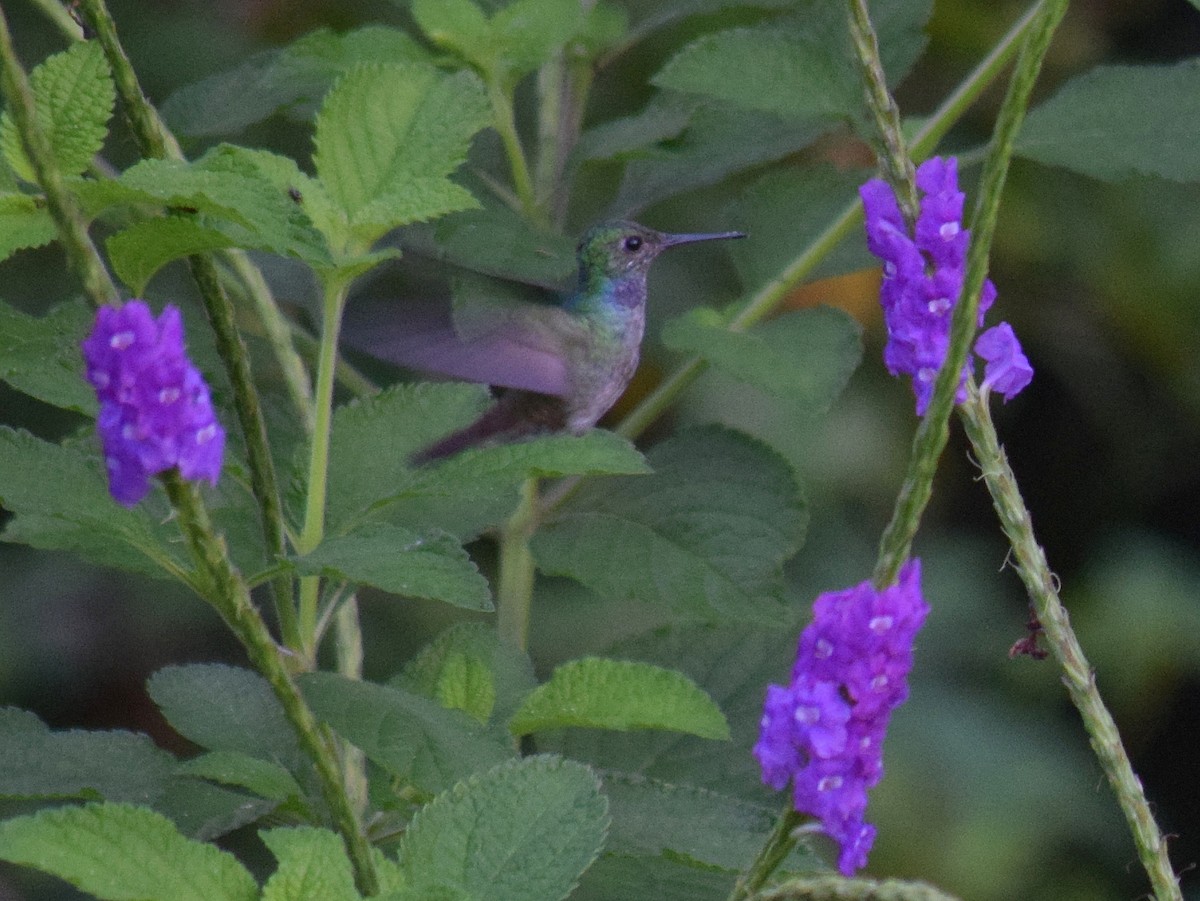 Blue-chested Hummingbird - Mark Yoder