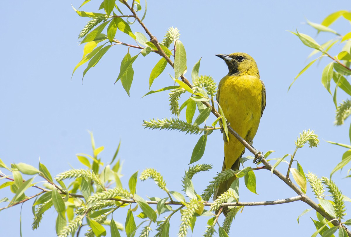 Orchard Oriole - ML449658301