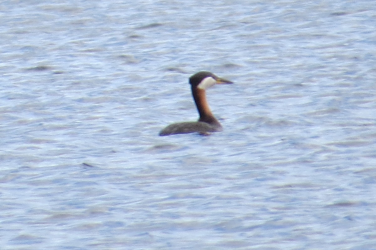 Red-necked Grebe - ML449665571