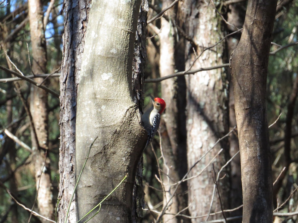 Red-bellied Woodpecker - Mary Kimberly