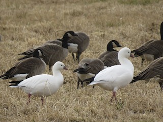 Ross's Goose, ML44967851
