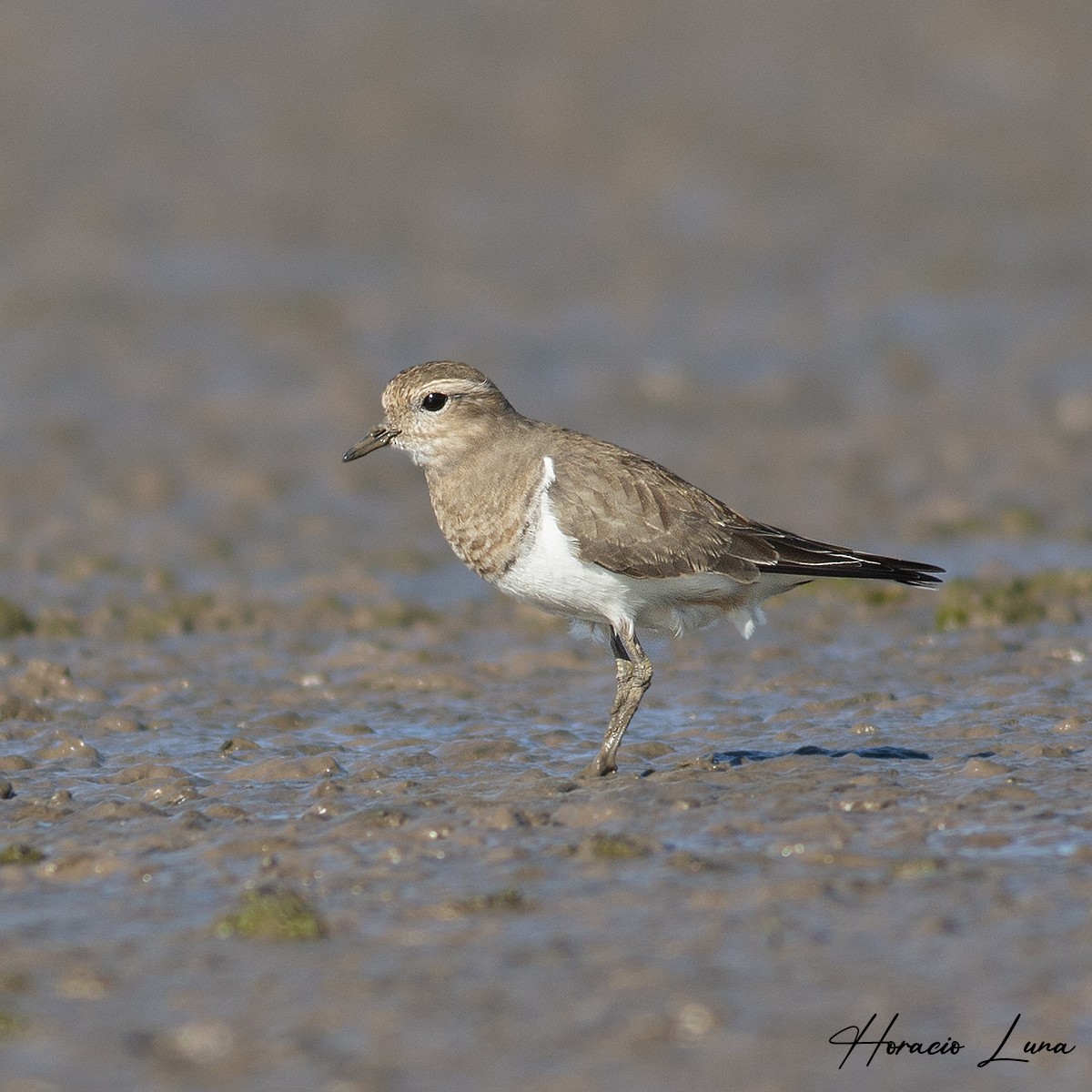 Rufous-chested Dotterel - ML449695701