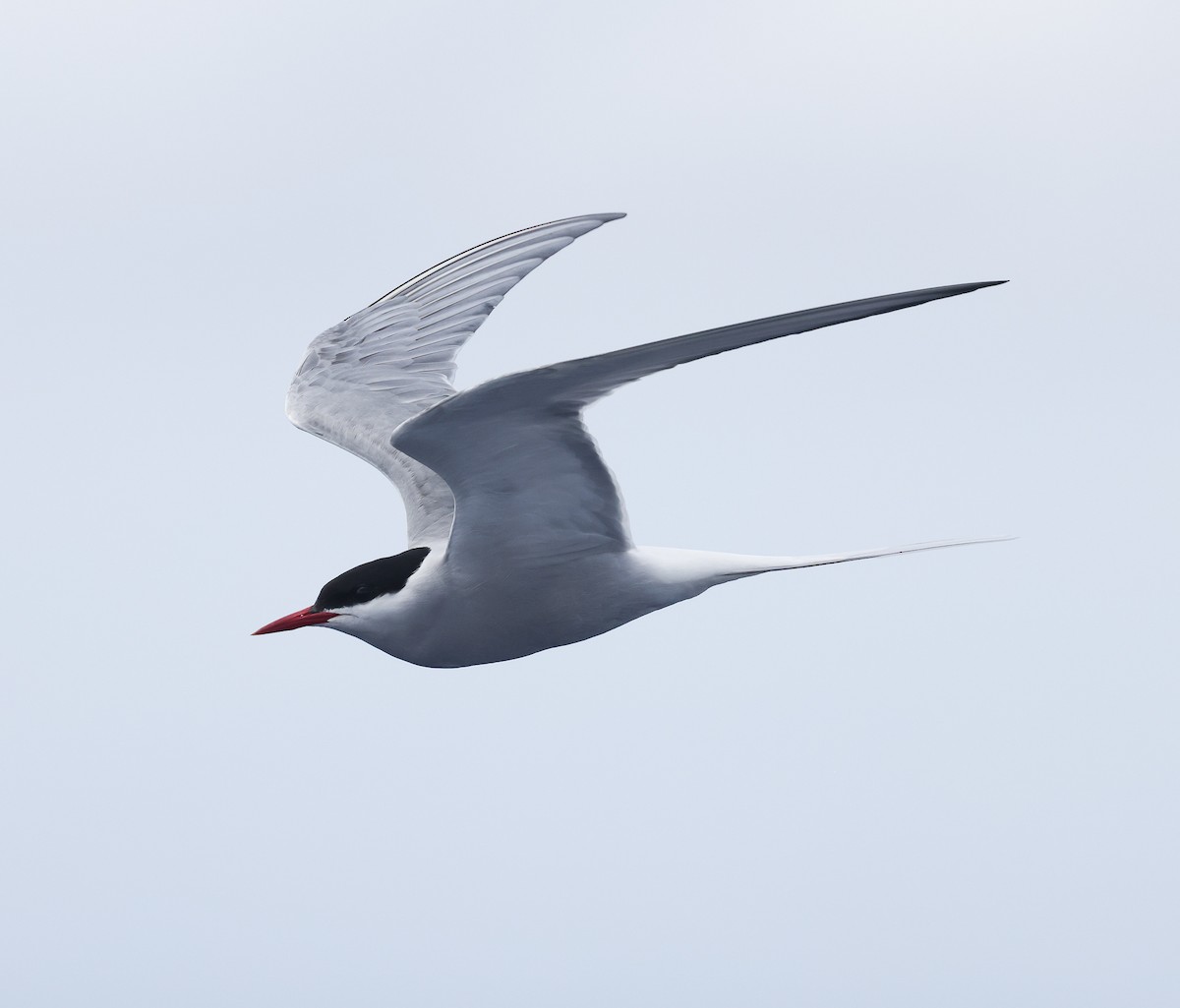 Arctic Tern - Bob Fogg