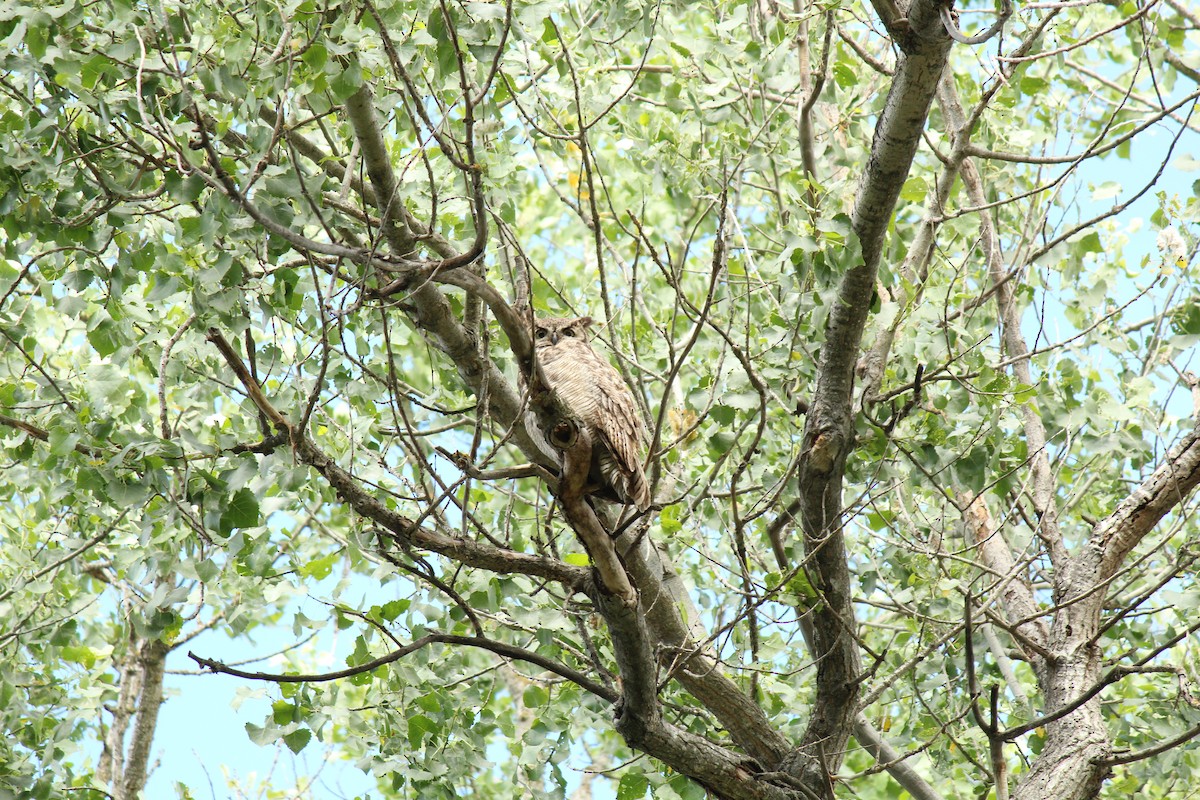 Great Horned Owl - ML449696031