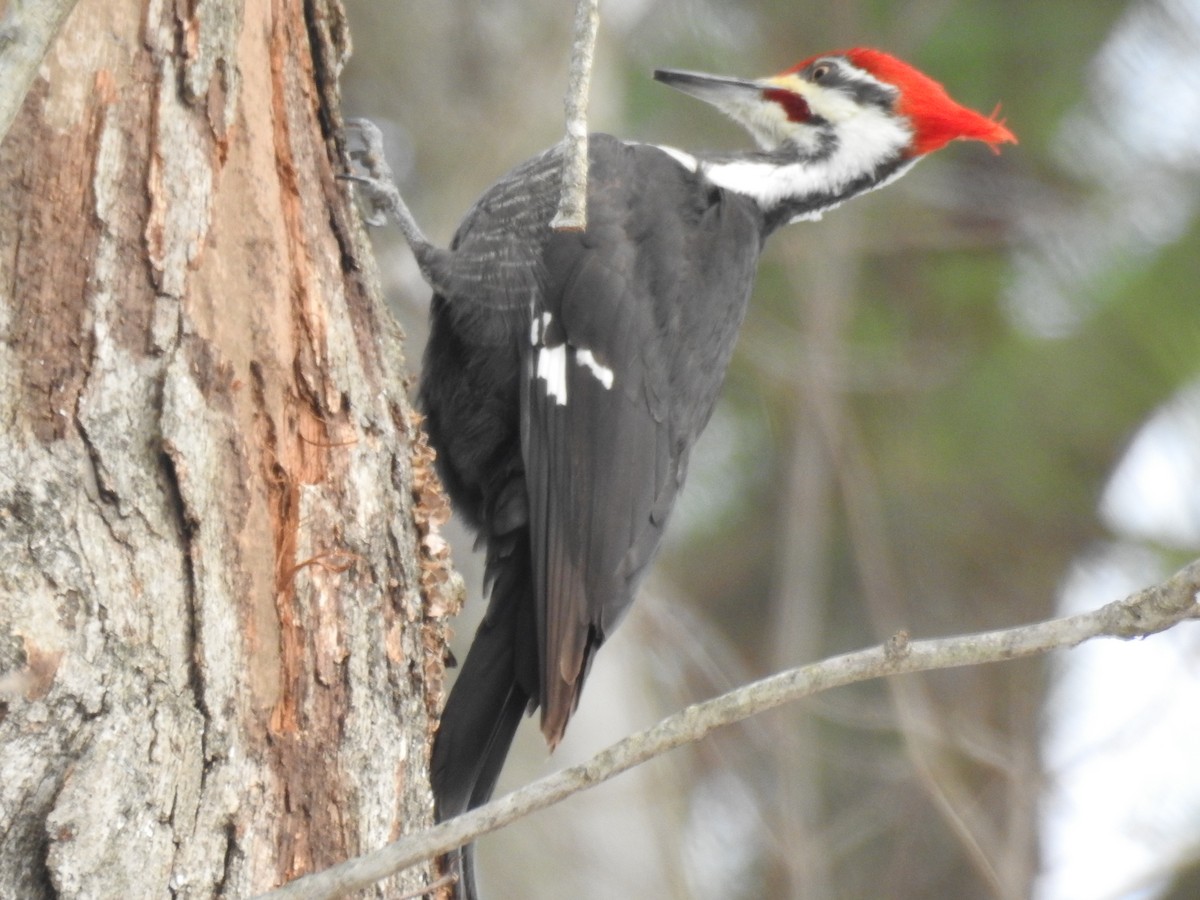 Pileated Woodpecker - Carlton Noll