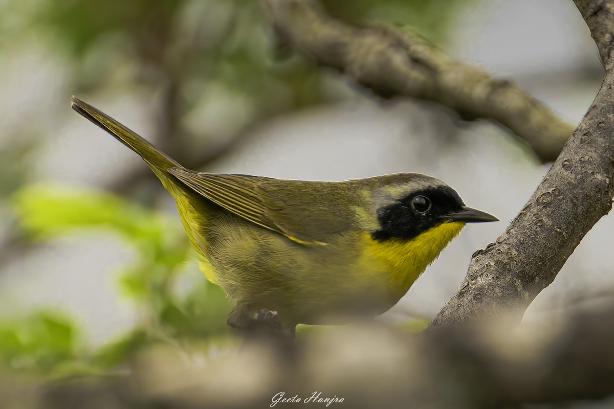 Common Yellowthroat - Geeta Hanjra