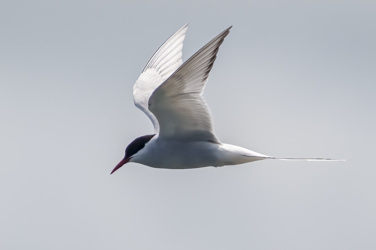 Arctic Tern - Larry Master