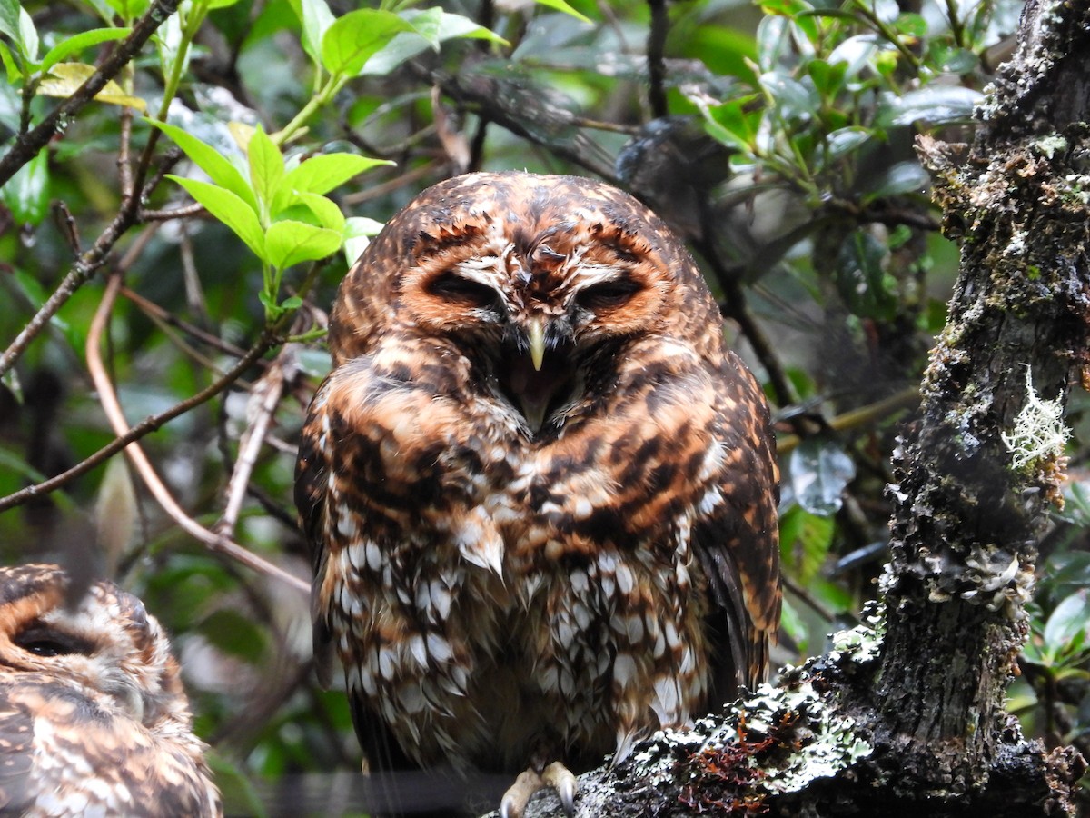 Rufous-banded Owl - Jose Fernando Sanchez O.