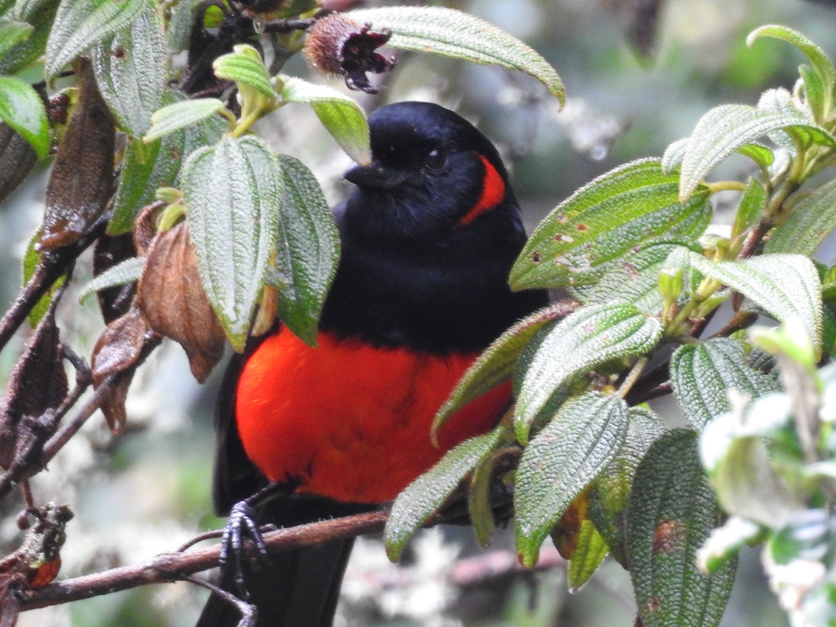 Scarlet-bellied Mountain Tanager - ML449721161