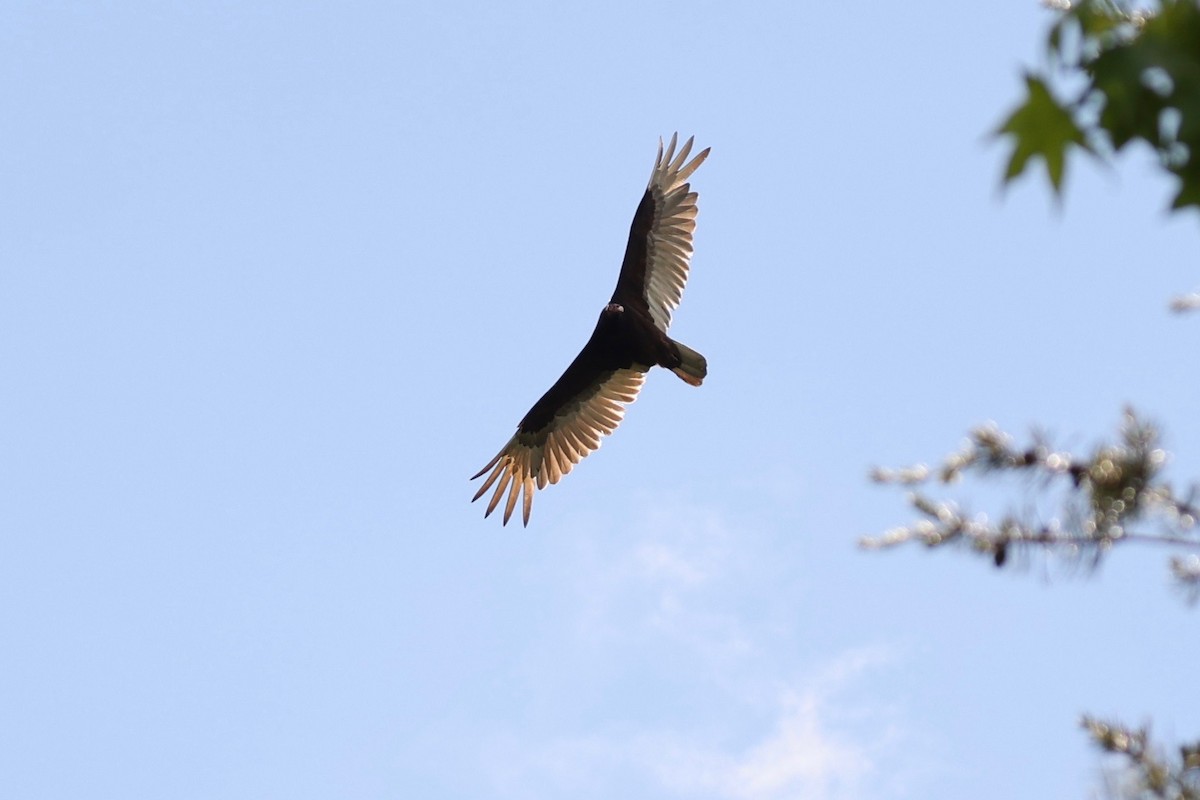 Turkey Vulture - ML449728001