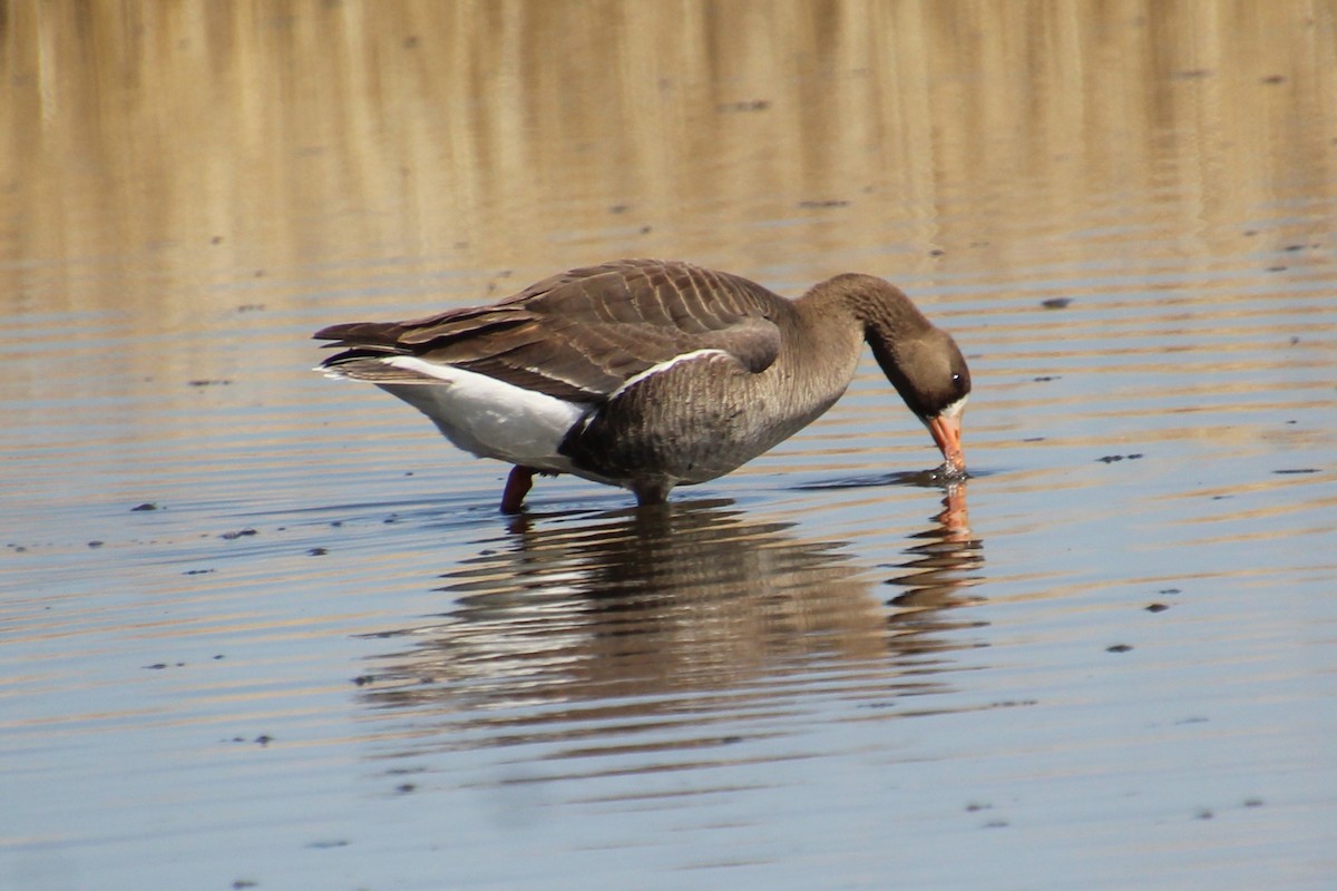 Greater White-fronted Goose - ML449730481